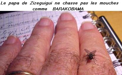 Cliquez sur la mouche